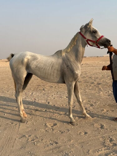 حصان عربي 