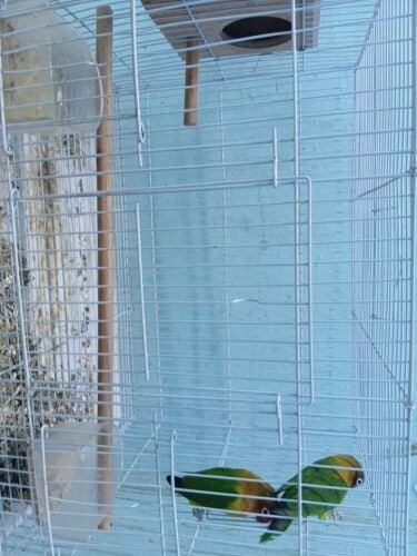 love Berd