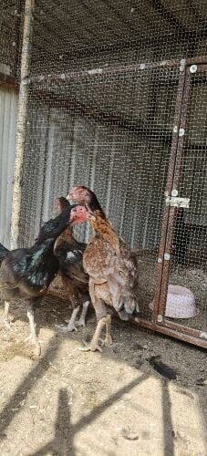 دجاج فايتر البيع جمله
