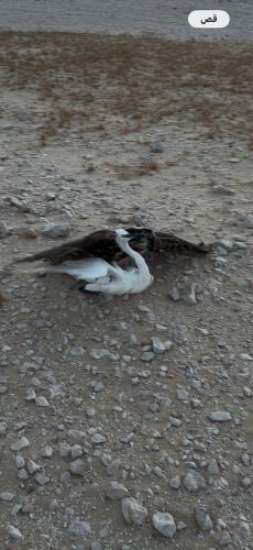 فرخ جير حر
