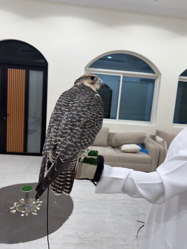 للبيع جير شاهين