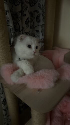 yoki a cat for adoption 