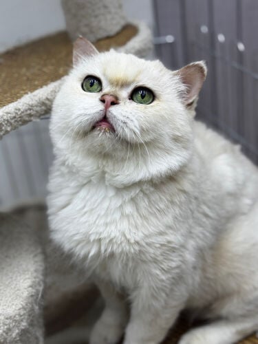 Male cat breeds for mating