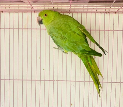  Green parrot for sale =Qr150