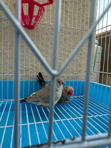 زيبرا جامبو 