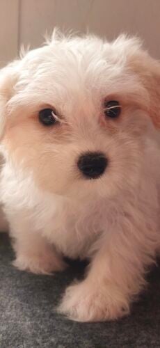 Maltese Puppies