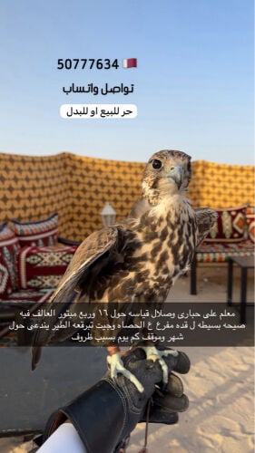 حر ثنو للبيع او للبدل