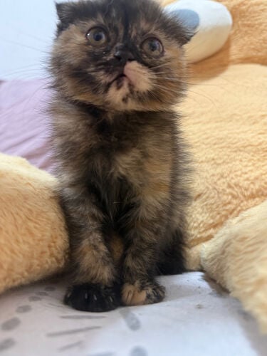 Scottish and british kittens