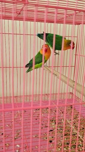 5 birds all 300 only
