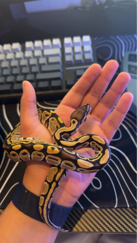 for sale plus terrarium 