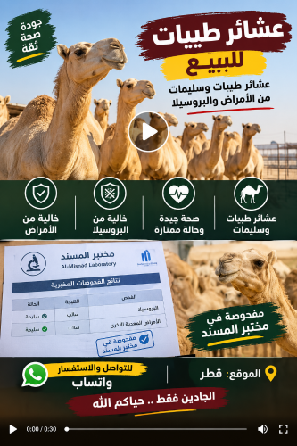 عشائر طيبات