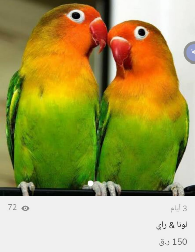 ببغاءان ذكر وأنثى معاً