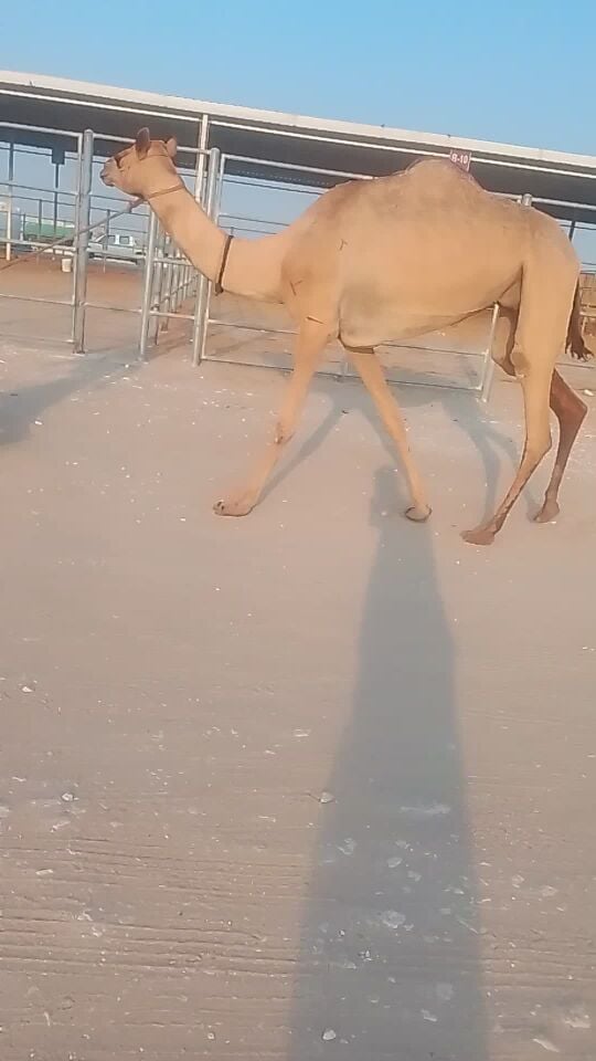 للبيع عشرا فردين منه اليوام سلم