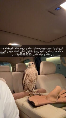 قرموشه مزرعه روسيه خاصه