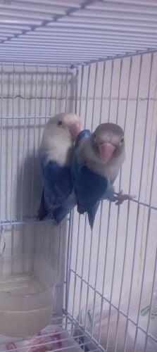 love Birds