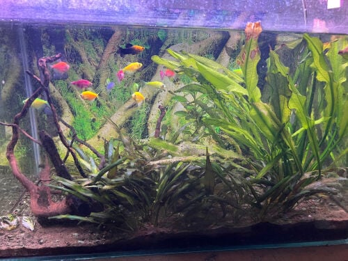 full set natural aquarium for sale