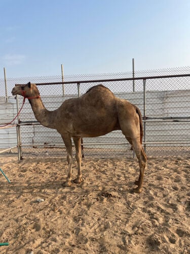بيع