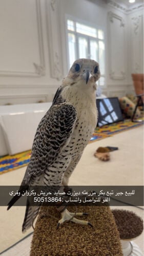 تبع دزرت