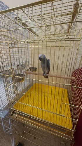 casco very healthy and kind 