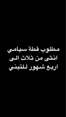 مطلوب قطة سيامي للتبني