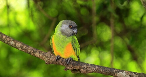 senegal parrot