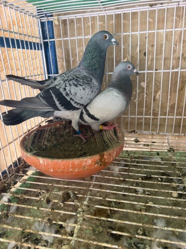 جماح زاجل