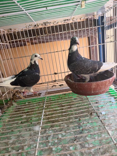 حمام زاجل