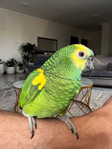 coco