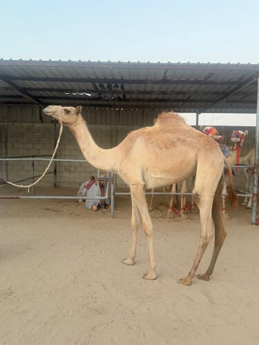 بكره حقه طيبه جدا