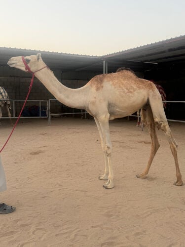 قعود حق سبوق جداا