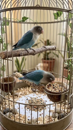 Black-masked Lovebird