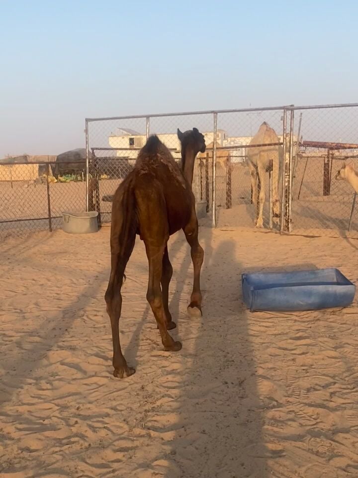 قعود للبيع العمر ٩ شهور 
