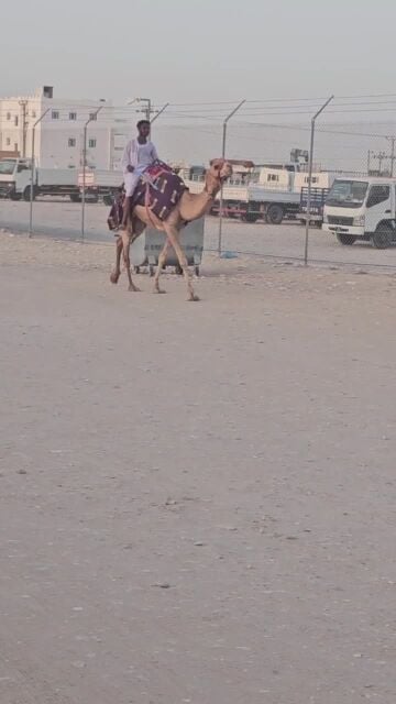 للبيع ركبيه طيبه عمانيه