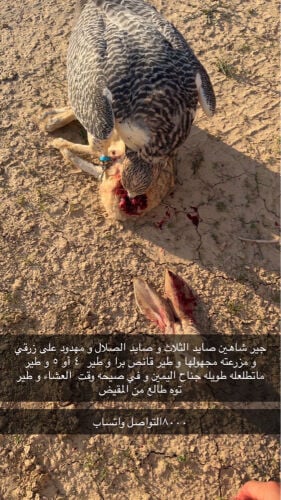 طير