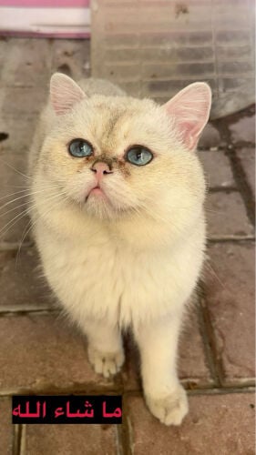 Beautiful Scottish Golden Kittens