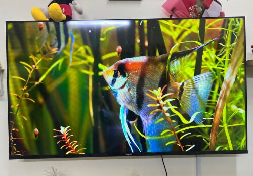 impex 50 inch tv