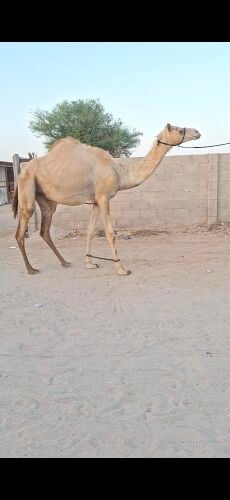 متلي بكر