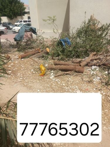 نقوم بتقطيع الأشجار والنخيل