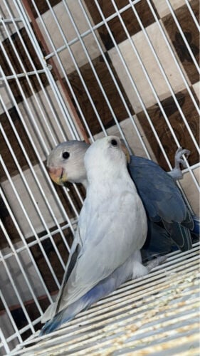 love bird 