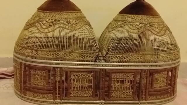 زوج صفرد اصفر جمبو