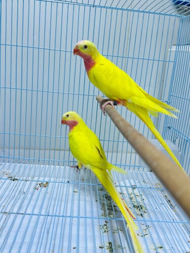 Princess parrots