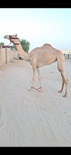 بنت وذنان