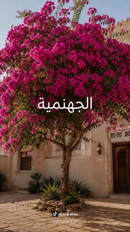 زراعه جميع الاشجار المزهره