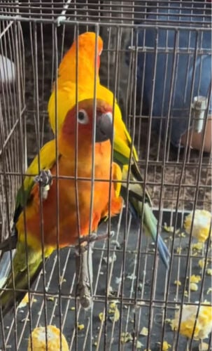 ازواج صن كنيور 
