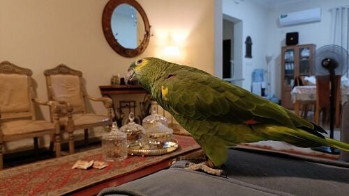 Blue Fronted