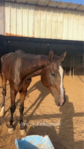 خيل ثربد رحم سليم هادية فالركوب 
