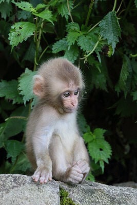 monkey 