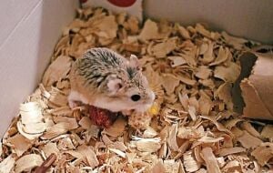Need Roborovski dwarf hamster