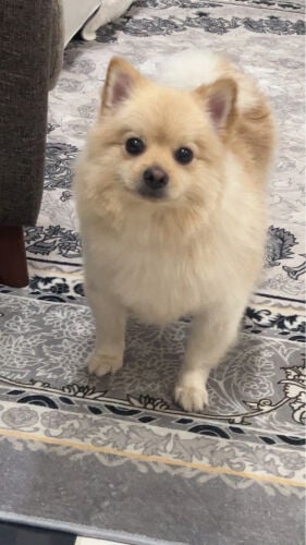 pomerinian 