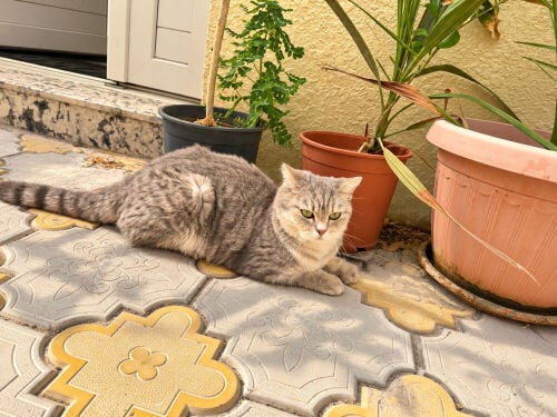 Beautiful Cat for Sale